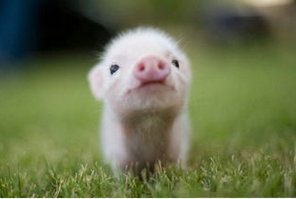 千萬豬場被清退，進(jìn)口肉卻來補(bǔ)缺！2017養(yǎng)殖戶該何去何從？