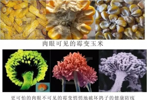 全國20省市飼料原料霉菌毒素污染狀況報告分析