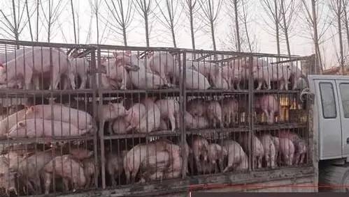 2017你適合養(yǎng)豬嗎，能賺錢嗎？看了這6件事就全明白了！