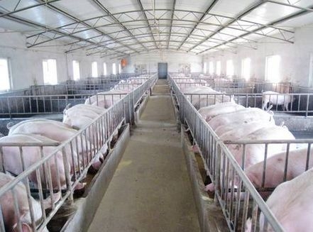 非禁養區250頭內小豬場也要被拆，2017后再無散養戶？