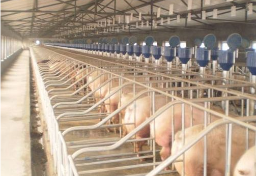 2017環保高壓政策要繼續 養殖大戶迎來春天