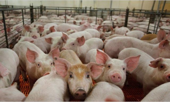 生豬養殖，依然“錢”途無量！