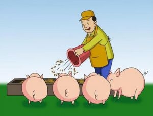 生豬胃潰瘍和霉菌毒素的存在有關？