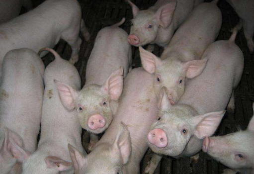 生豬存欄數量減少 要掙錢必須降成本