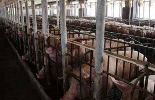 不要以當前豬價高低來判斷補欄母豬的風險大小