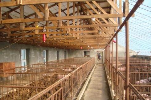 雙層圈舍對育肥豬的行為、生長性能和屠體數據的影響