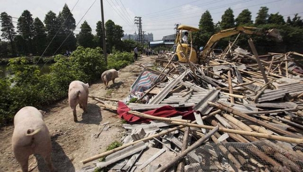 2017年最新養殖補貼項目，符合這四項的養殖戶趕緊行動吧