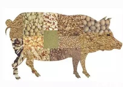 飼料發霉怎么辦？這樣處理既省錢又不會讓豬中毒