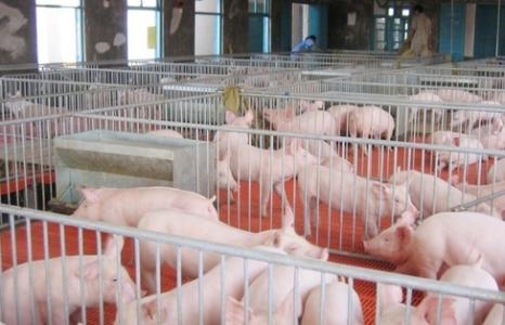 120頭基礎(chǔ)母豬的豬場設(shè)計原則及思路