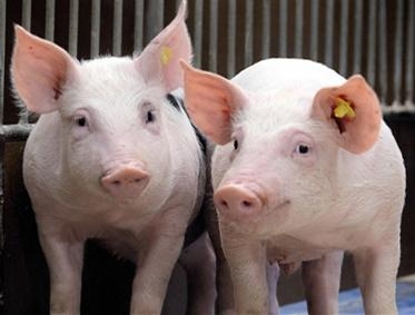 農牧廳：推進和規范屠宰企業升級改造和達標驗收