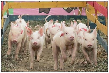 農業部發緊急通知，要求各地嚴防非洲豬瘟疫情