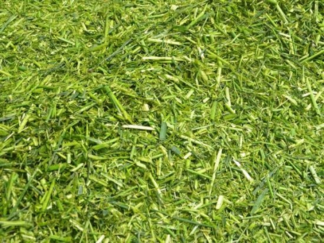 怎樣加工甘薯青貯飼料