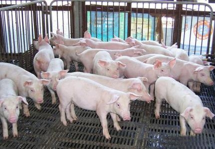 規模化養殖是趨勢 分析養豬場與環保之間矛盾加劇原因