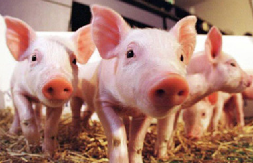 豬價下跌，補欄應當遵守三大原則