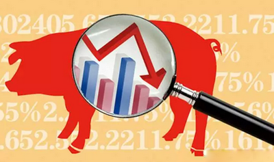 豬價跌幅縮窄，惜售導致收豬困難 結算價呈現上漲！