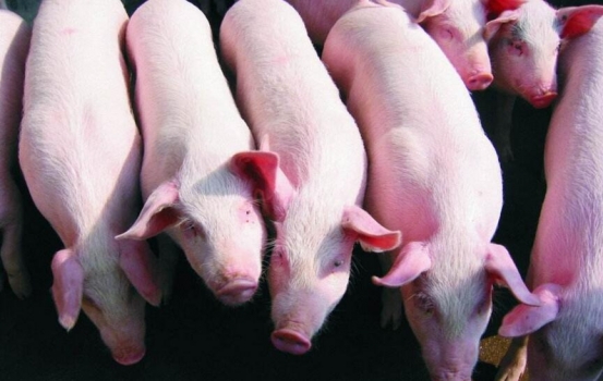 豬價大面積上漲艱難，夏季斷檔期將在7-8元之間盤旋