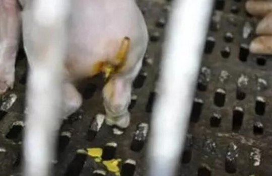 為什么傳統防控措施不能防治仔豬黃白痢？