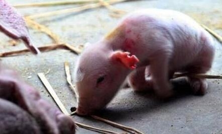 乳仔豬飼養應注意的要點