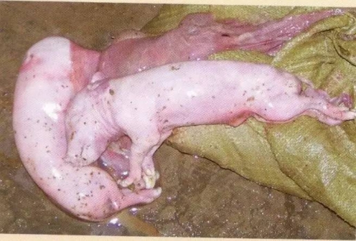 豬繁殖與呼吸障礙綜合征的診斷及發病特點