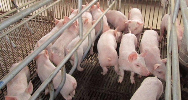 識破豬病，教你幾招