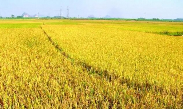 日糧中添加不同水平玉米DDGS對豬生產性能的影響