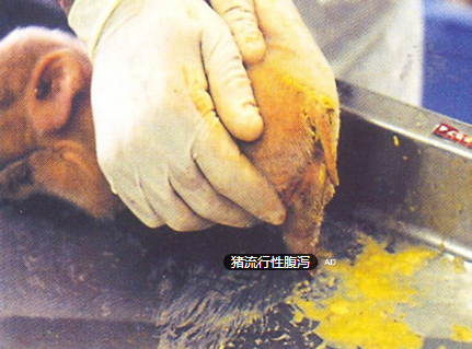 規模豬場產房腹瀉的防控要點！！！