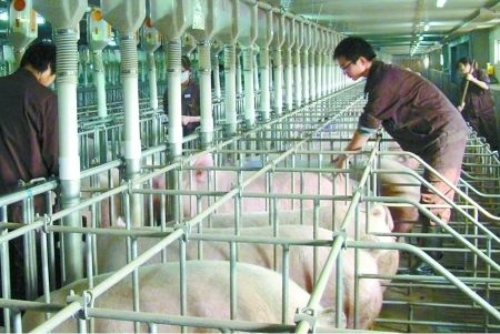 建豬場要考慮哪些因素？