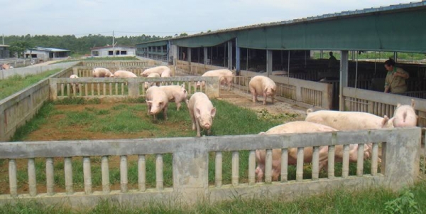 豬場需要分成多少個區？