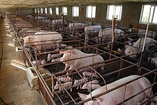 豬舍地面為什么要高于舍外地面？