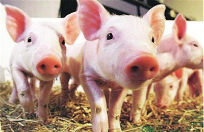 飼料營養標準的計算（一）