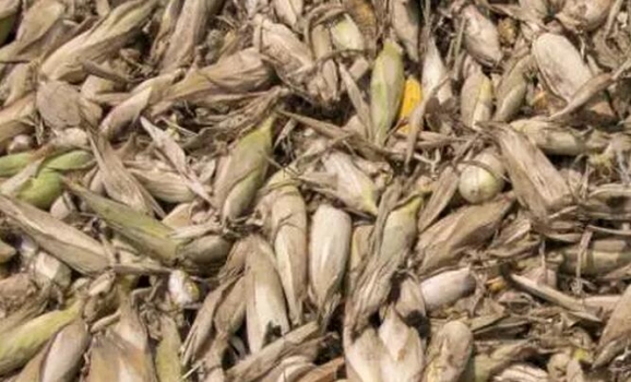 簡單認(rèn)識一下T2毒素