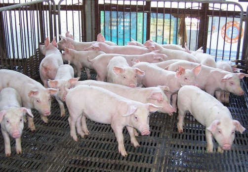 豬場取暖設施哪種方式好？