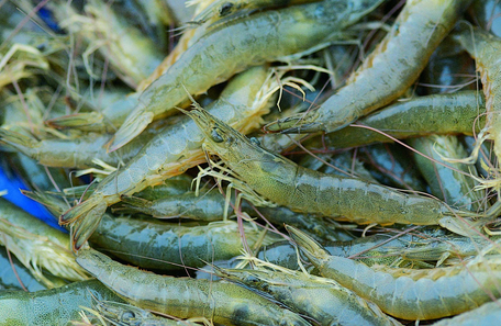 水產飼料原料粉碎與粉碎機選擇