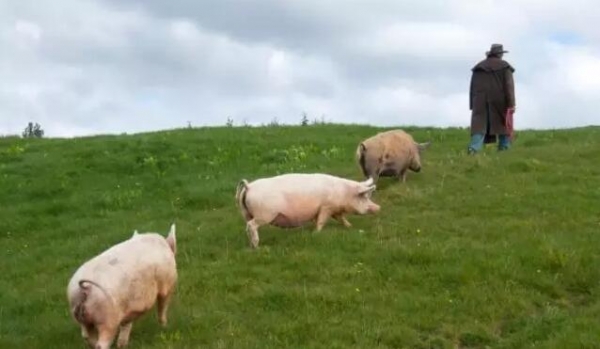 轉(zhuǎn)型期飼料企業(yè)品管工作分析