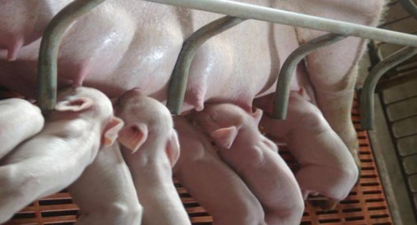 日糧油脂對(duì)高產(chǎn)母豬奶水組成及必須脂肪酸平衡的影響