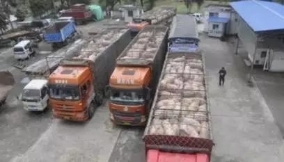 走私豬、走私肉十分猖獗！美國牛肉也將進口到中國，未來豬市變數莫測！