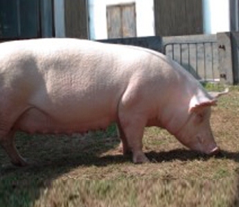 飼料營養與豬群胃腸健康