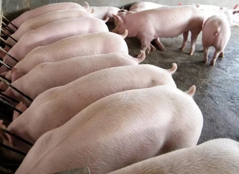 聊聊飼料甜味劑