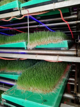 探討麥麩使用注意事項及加工方式