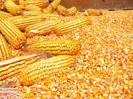 飼料品質(zhì)管理之要點(diǎn)