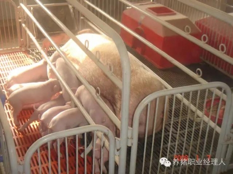 必修課 | 豬場幾種生物安全措施的細節(jié)（2）