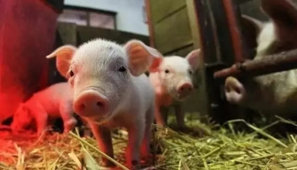 都是以小型豬場(chǎng)為主，德國(guó)為什么養(yǎng)豬比中國(guó)厲害？