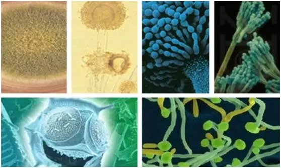 霉菌毒素的知識都在這里了！