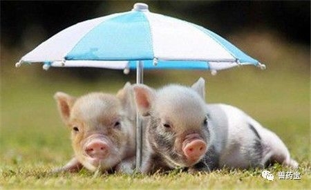 與其過度關注漲跌幾毛的豬價，不如養好豬！