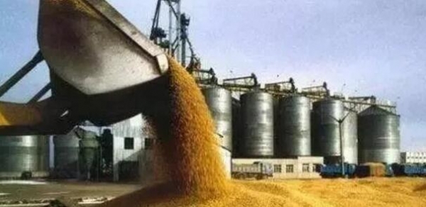 雙胞胎、中糧等飼料巨頭是這樣挑選玉米的......