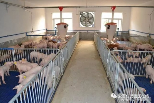 養殖必知：如何正確控制豬場溫度？