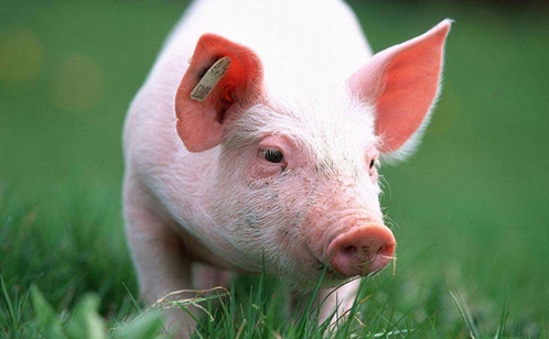 【第5期討論】動物脂肪營養---來自飼料交流公益平臺