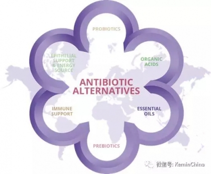 抗生素與替代物哪個(gè)貴？
