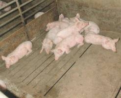 環境溫度的控制對于豬只的重要性！