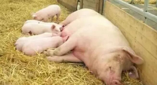 關于母乳，趕緊看，可別告訴我沒告訴你哦